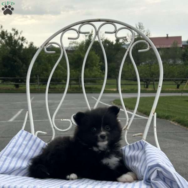 Elliot, Pomeranian Puppy